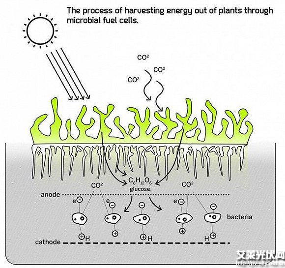 西班牙學(xué)生發(fā)明苔蘚光伏電池 - 光伏新聞 - 艾萊光伏網(wǎng)-光伏行業(yè)的領(lǐng)先資訊網(wǎng),光伏產(chǎn)業(yè)觀察的官方網(wǎng)站