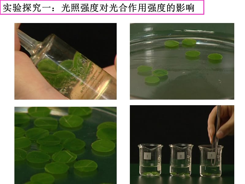 探究:環境中影響光合作用強度的因素