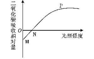 2013東營 如圖曲線表示一段時間內某植物葉片吸收二氧化碳與光照強度的關系 以下分析正確的是 a.n點表示該植物既不進行光合作用也不進行呼吸作用 b.mp段表示該植物的光合作用隨光照強度的增強而增