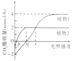 高考倒計(jì)時12天 高中生物光合作用大題精講與突破