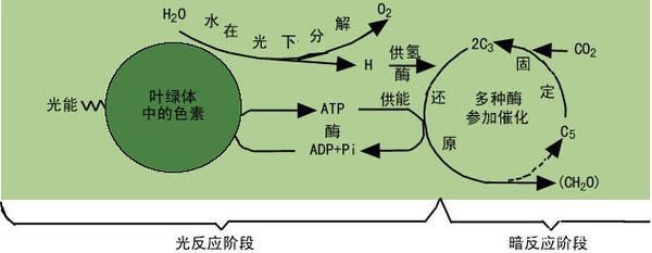 沒有氧氣的地球 光合作用消失后的末日景象